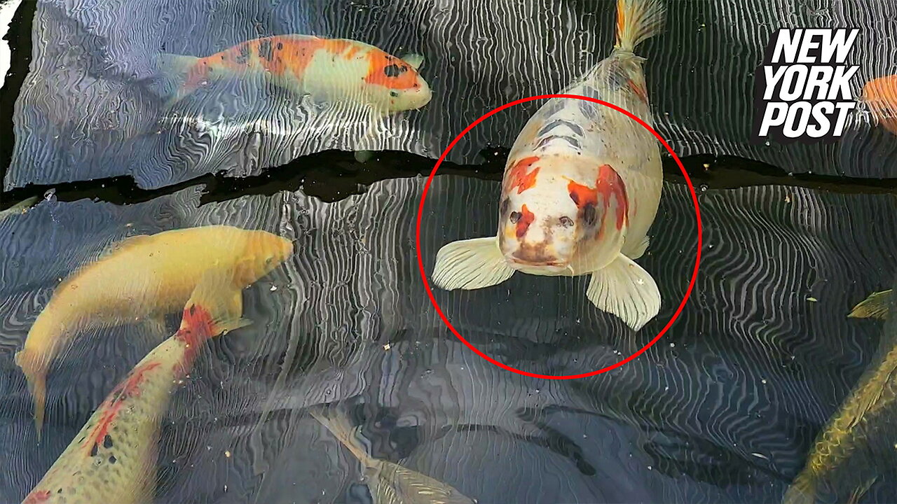 Meet Bob, the fish with a 'human face'