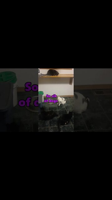 #shorts | 4 Cats Hold Secret Meeting