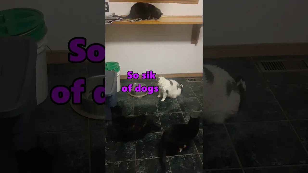 #shorts | 4 Cats Hold Secret Meeting