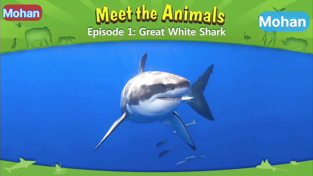 Meet the Animals, Episode 1: Great White Shark 🦈🦈🦈