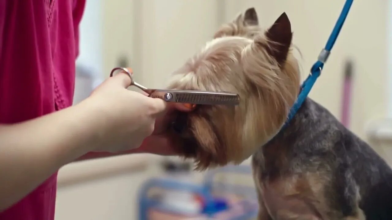 Female groomer using thinning shears to cut hair from muzzle of Yorkshire terrier