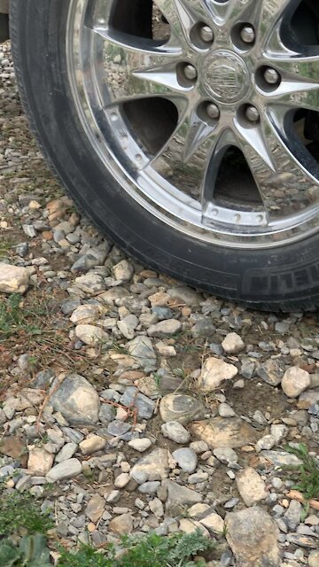 Game of cat and mouse