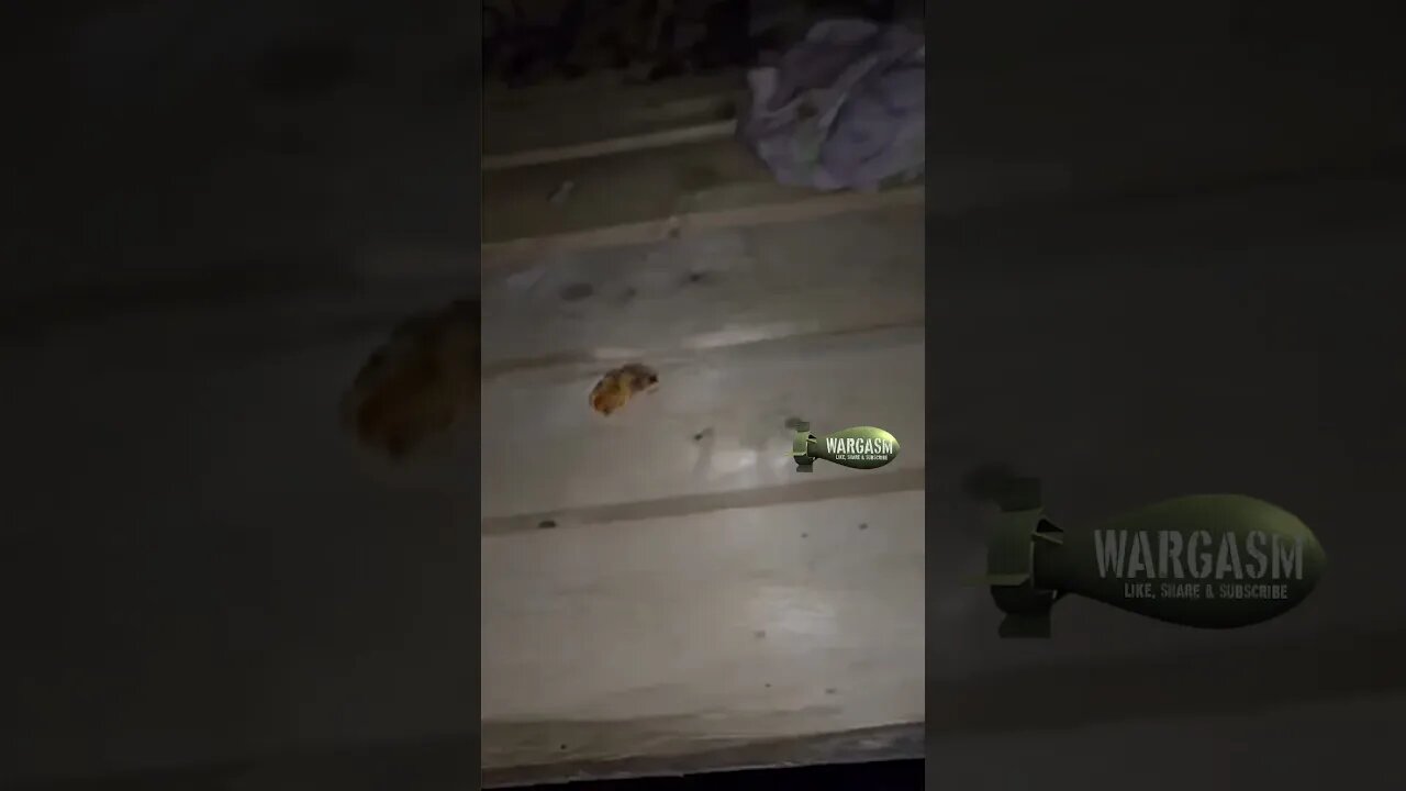 Mouse infestation at a Ukrainian trench