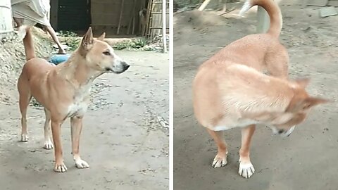 The dog is running on road