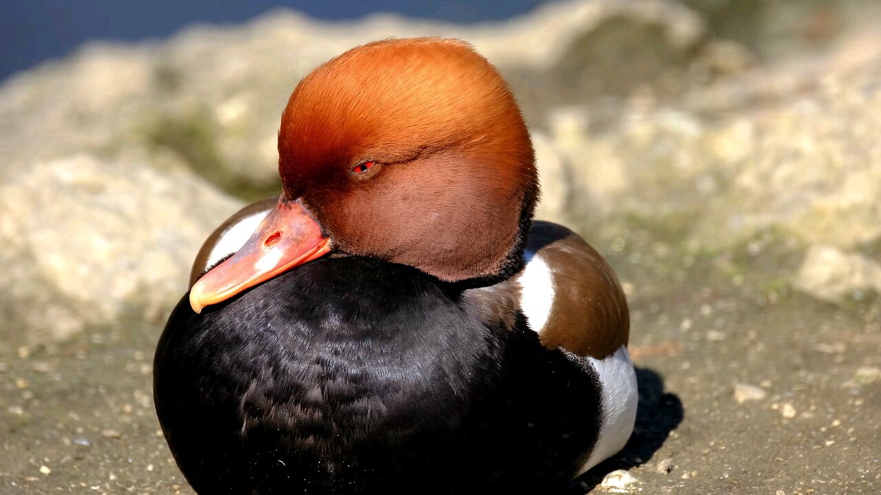 beautiful birds