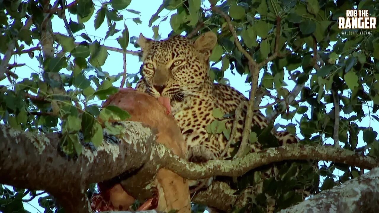 Leopard With An Impala In A Tree | Archive Footage