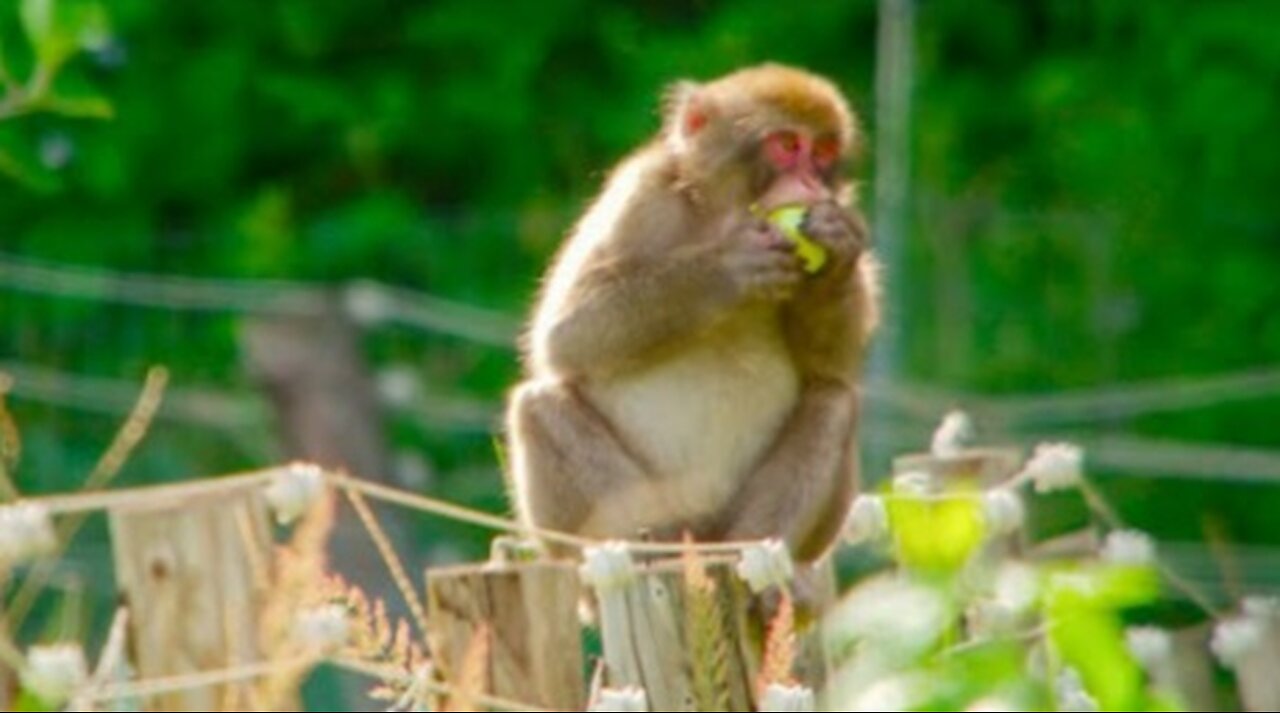 Monkeys Break Into Farm - Japan- Earth's Enchanted Islands