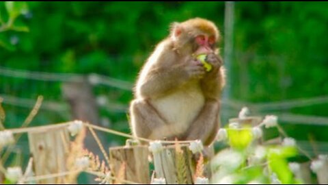 Monkeys Break Into Farm - Japan- Earth's Enchanted Islands