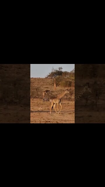 Wildlife Sightings Today 25/07/22 (Lions, Leopard, etc) | Lalashe Maasai Mara | #shorts