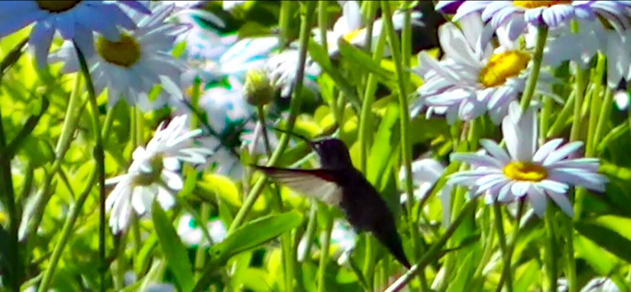 IECV NV #418 - 👀 Hummingbird Checking Out The Neighbor's Daisy's🐥 7-14-2017