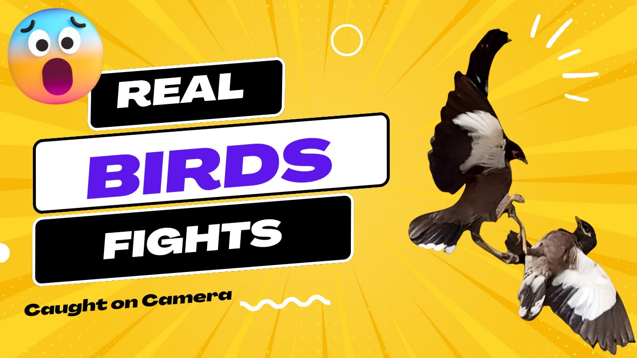 Bird Brawl Bonanza: Clash of the Feathers Goes Viral!