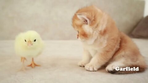 #kittenscats #cat kitten walking for the first time with cat