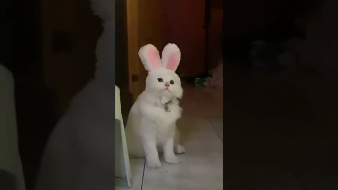 so cute cat