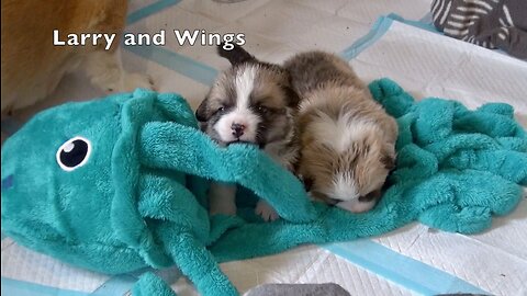 Rosa's Litter Week 3