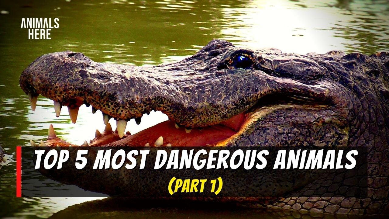 TOP 5 MOST DANGEROUS ANIMALS! (PART1) #animals #wild #crocodile #shark #snake #jellyfish #youtube