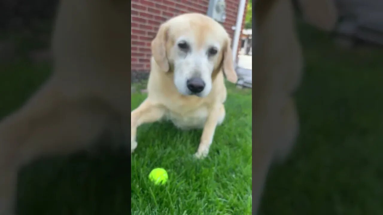 Lilly