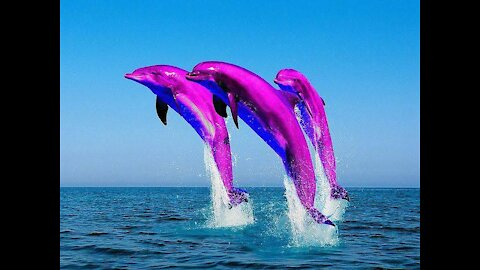 The rarest dolphin🐬 on earth I'm amazed😮😮