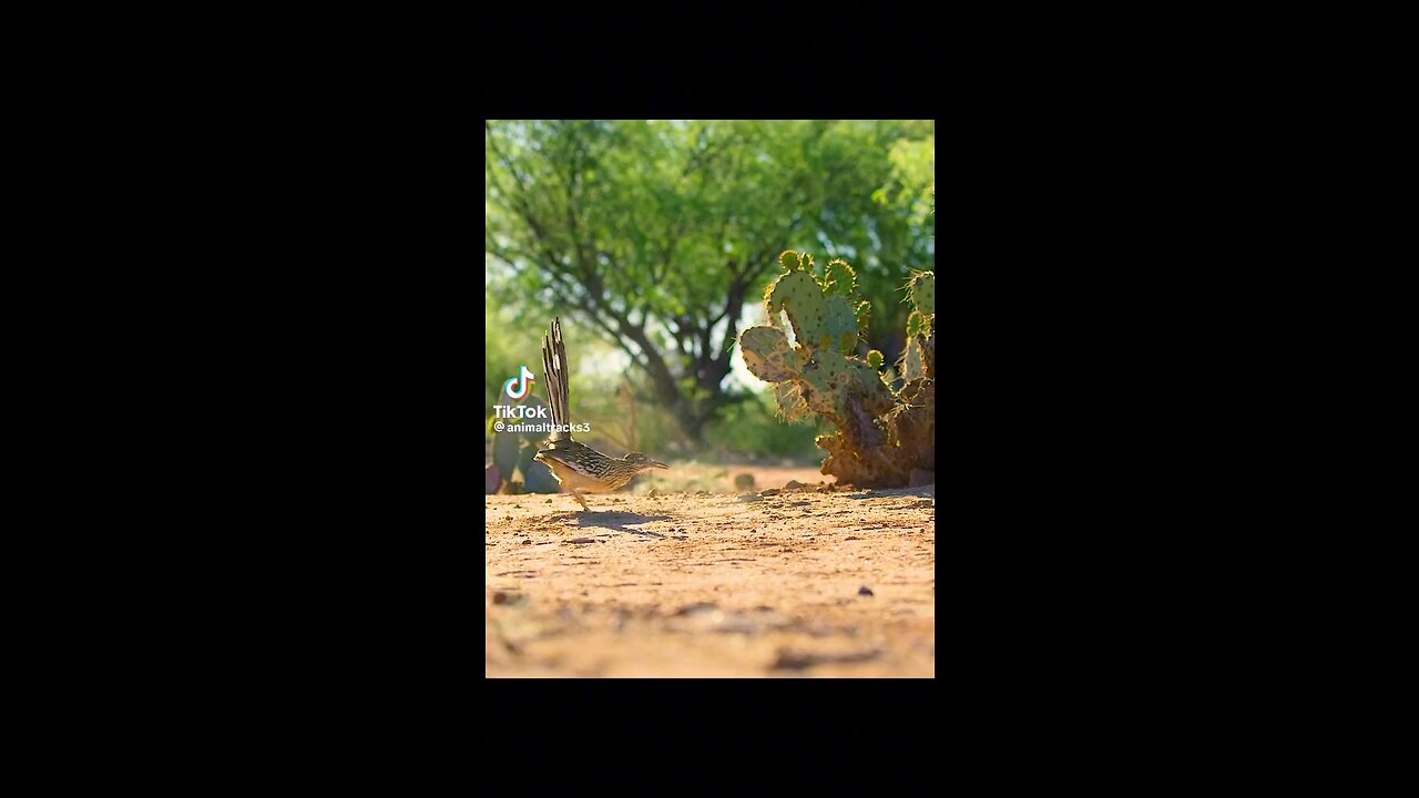 animal