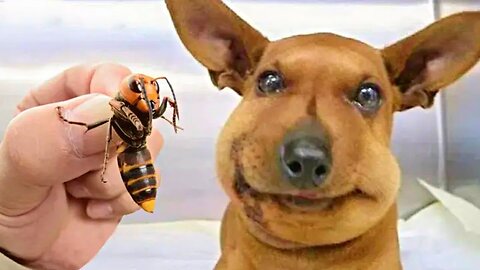 Funniest Animals Video, Funny Dogs And Cats, Try Not To Laugh Animals