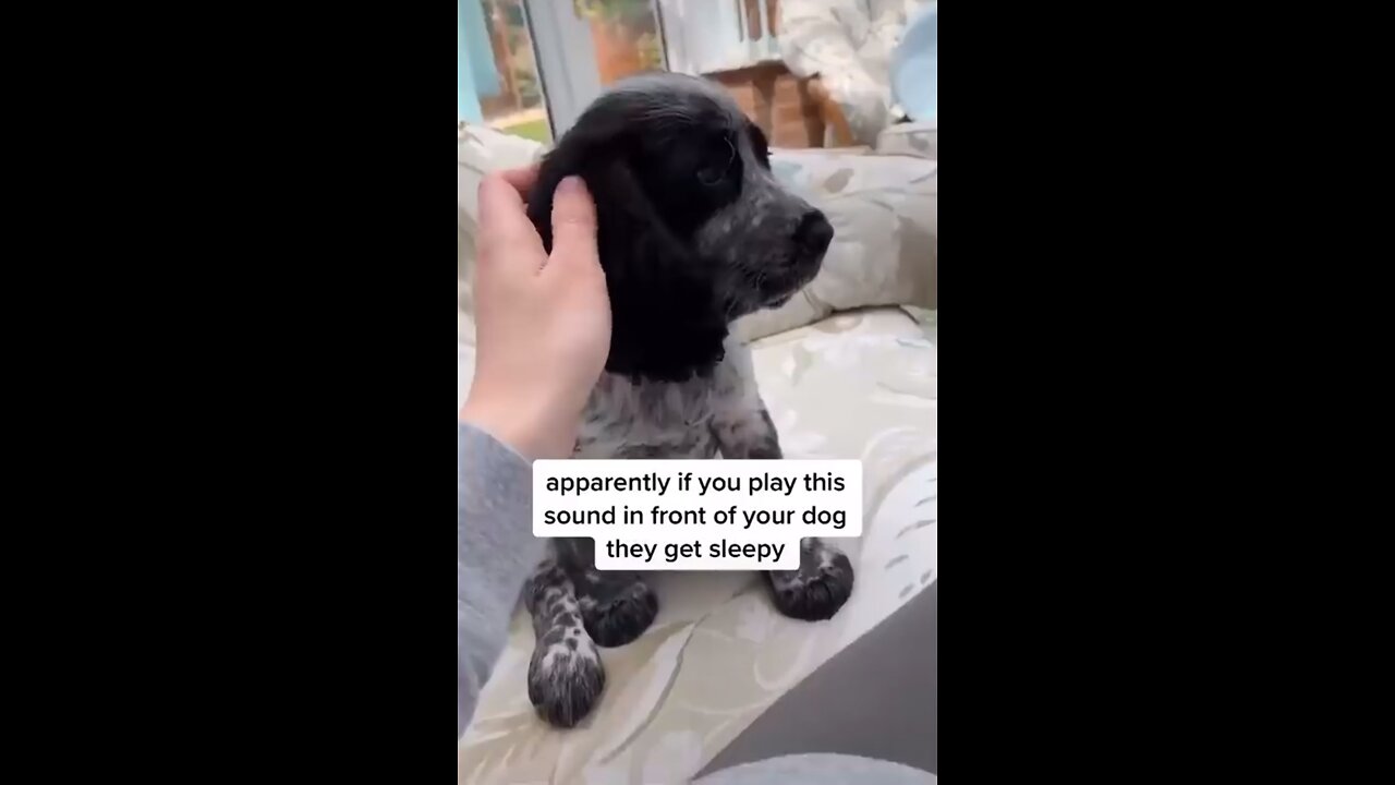 Your dog will get tired with this sound