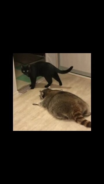 Raccoon sneaking up on cat #shorts