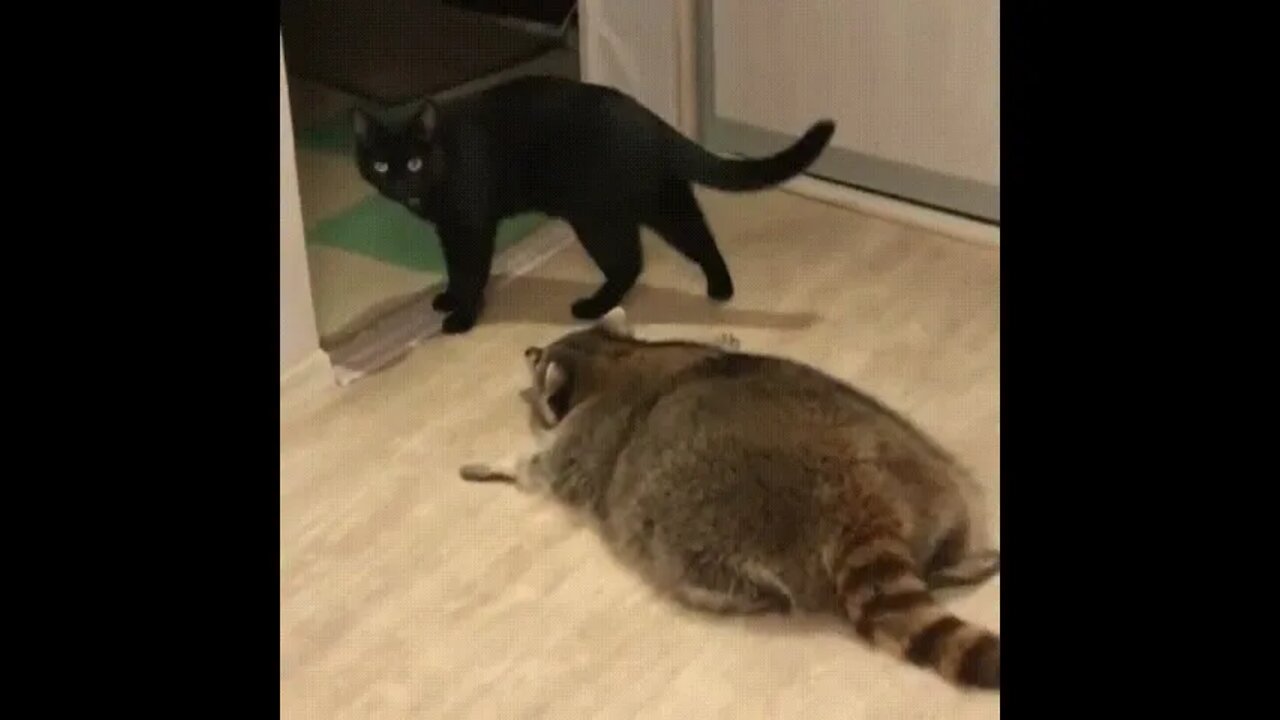Raccoon sneaking up on cat #shorts
