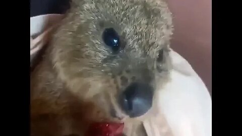 Cute funny Quokka -122