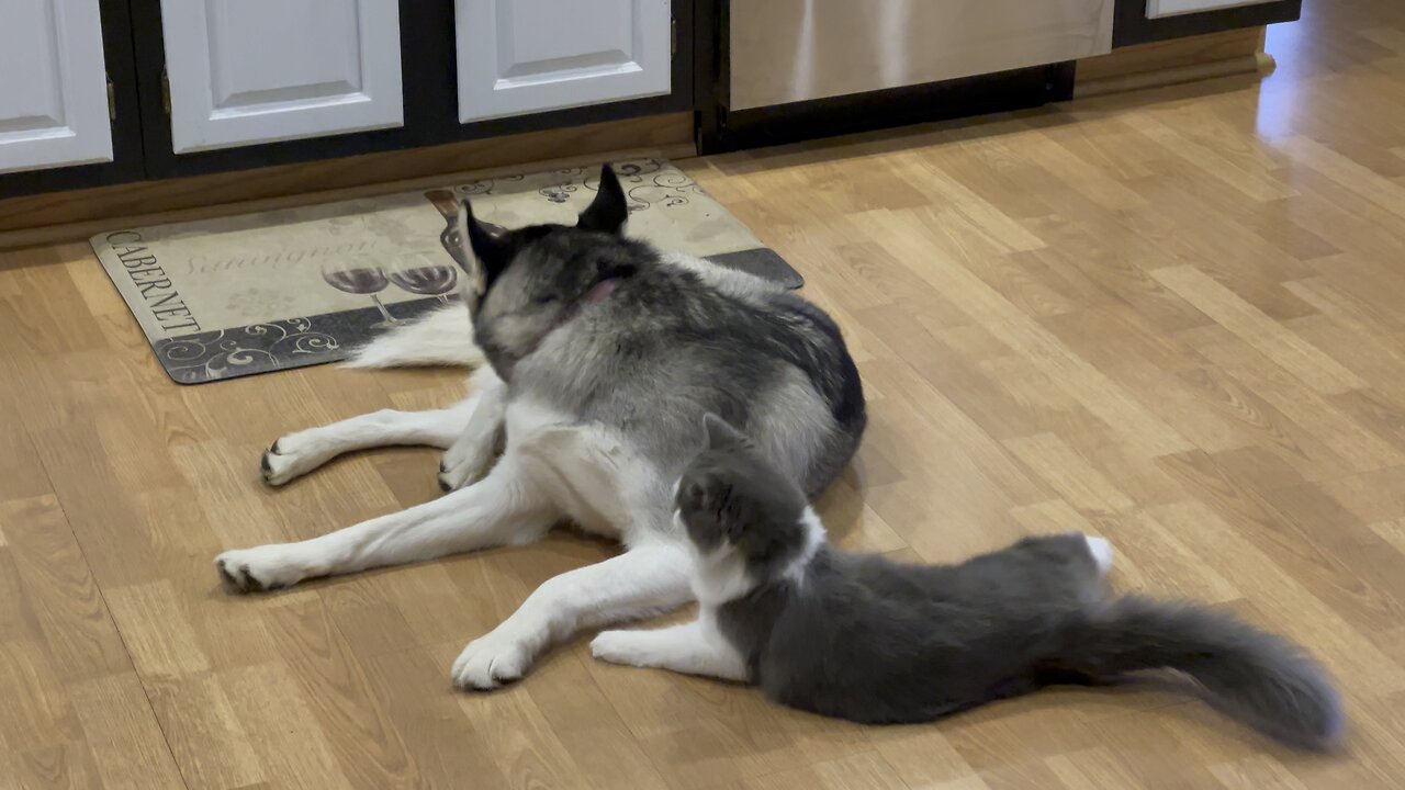 Our kitten Misty LOVES our husky, Kendall.