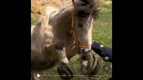 TWISTED LEGS PONY CRYING WHILE WALKING!