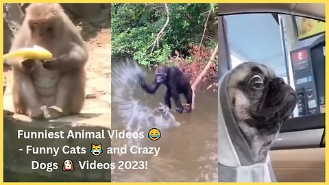 Funniest Animal Videos 😂 - Funny Cats 😹 and Crazy Dogs 🐶 Videos 2023! #1