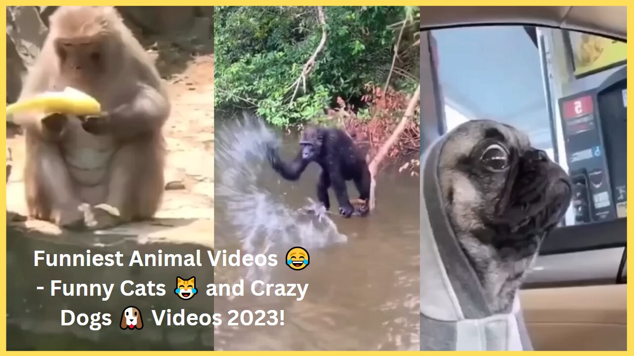 Funniest Animal Videos 😂 - Funny Cats 😹 and Crazy Dogs 🐶 Videos 2023! #1