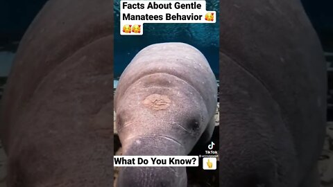 Facts About Gentle Manatees Animal Behavior 🥰🥰🥰#shorts - @animalplanet on TikTok