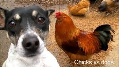 Chicks vs dogs funny dogs