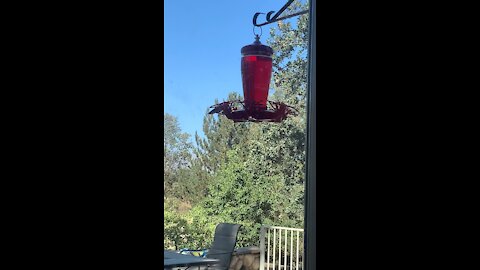 Hummingbirds