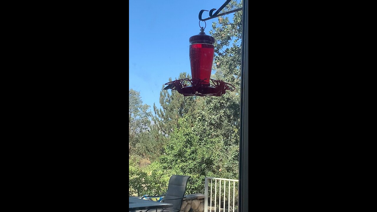 Hummingbirds