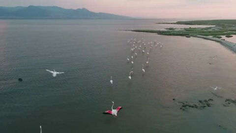 Amazing Flamingos