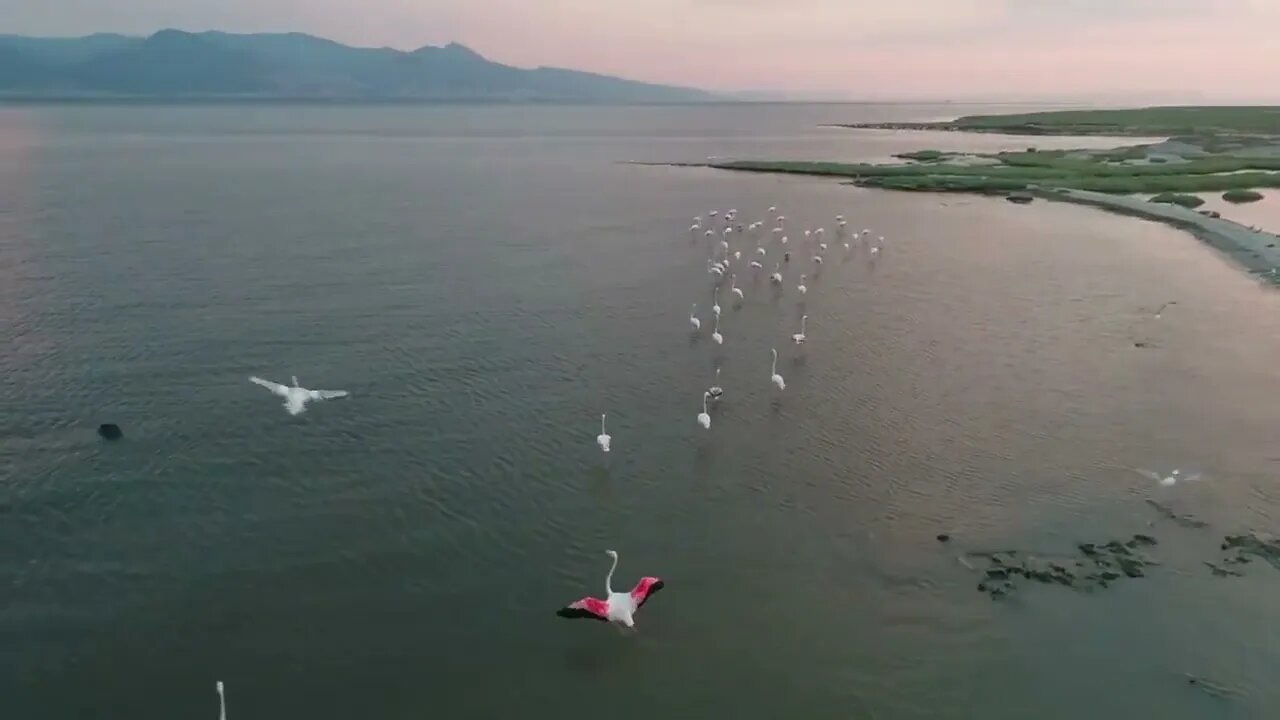 Amazing Flamingos