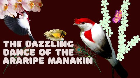 Unbelievable Secrets of the Araripe Manakin - You Won't Believe What We Found!