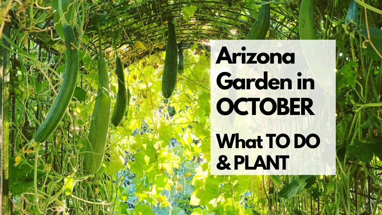 ARIZONA GARDEN in OCTOBER: What TO DO & PLANT - plus tips for FALL GARDENING