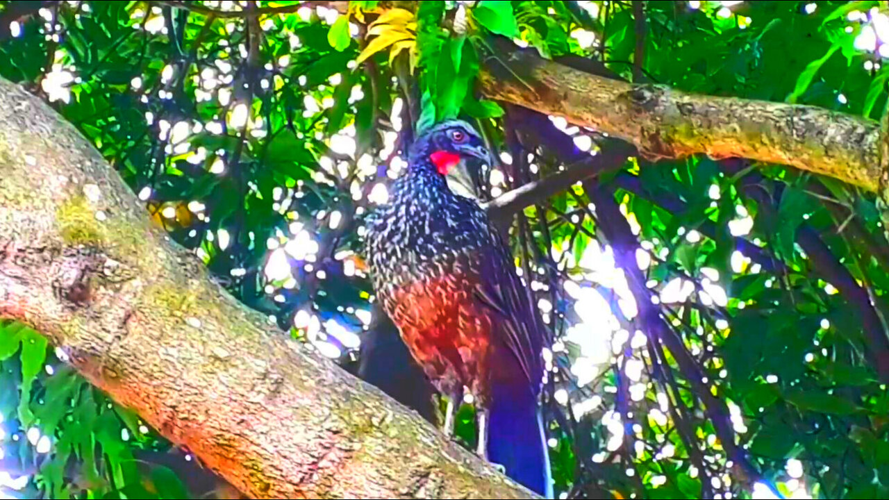 Jacu admirando a natureza no pé de manga Jacuaçu, jacuguaçu, guans