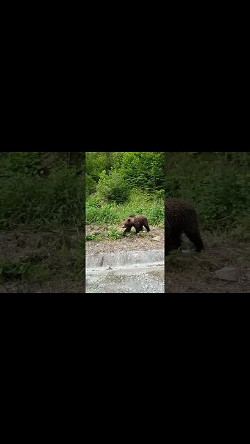 URS IN ZONA LACUL SIRIU, BUZĂU