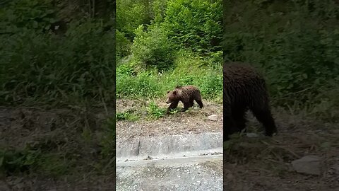 URS IN ZONA LACUL SIRIU, BUZĂU