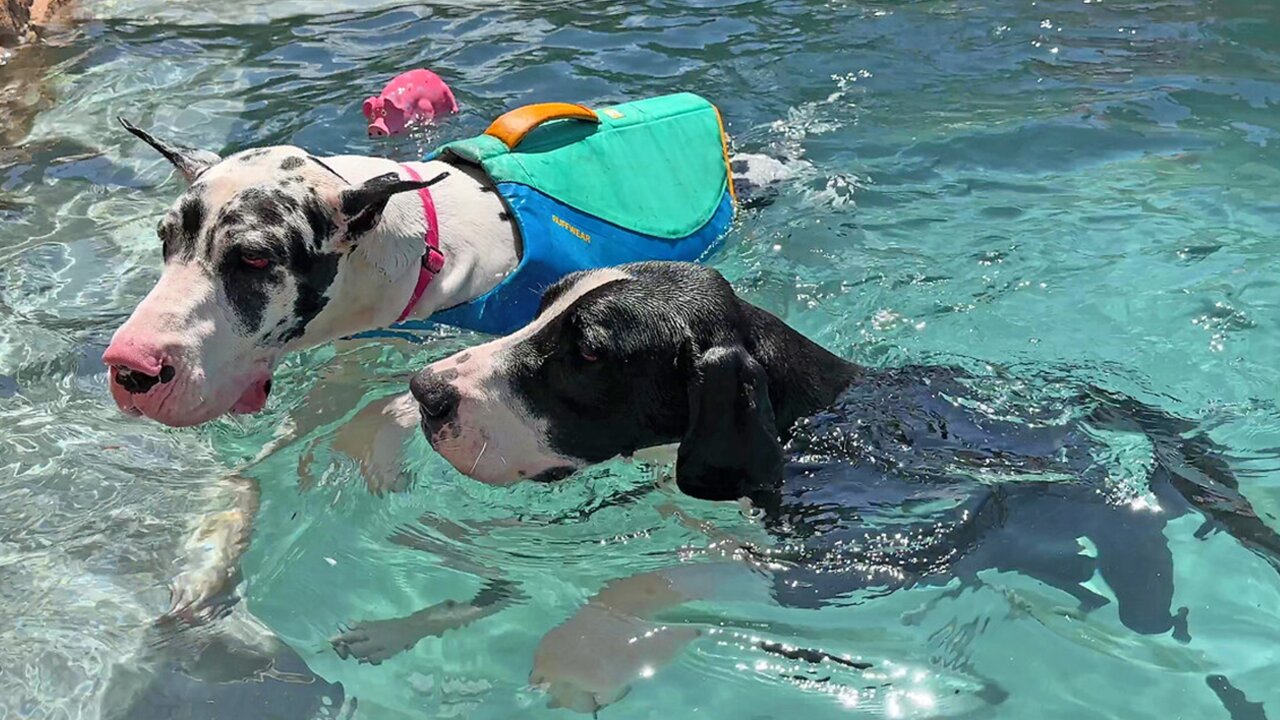 Three Great Dane girls love catching & fetching pool party fun