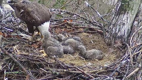 Hays bald eagle dad brings in huge fish to feed to the three eaglets 4/16/2022