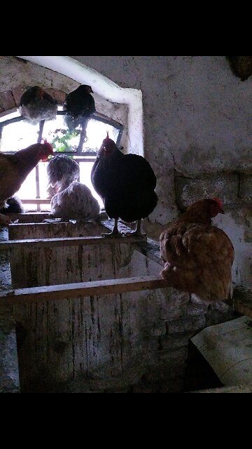 Goodnight Hens, sweet dreams! 🐔🦆🐓