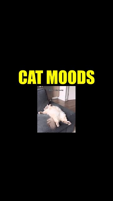 Cat Moods