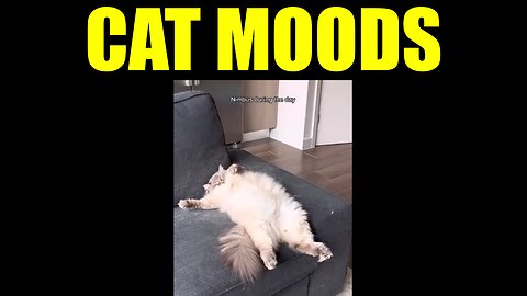 Cat Moods