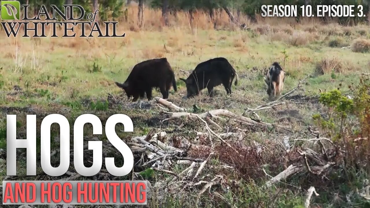 Hogs and Hog Hunting | Land of Whitetail