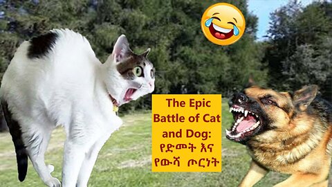 Clash of Claws and Canines: The Epic Battle of Cat and Dog: የድመት እና የውሻ ጦርነት