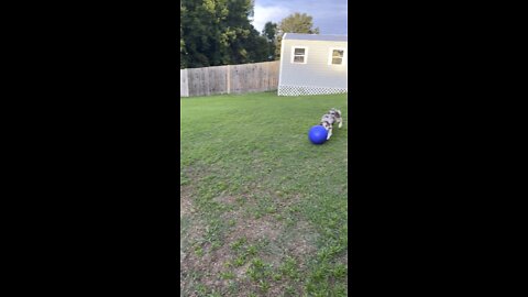 My Aussie Sadie loves her Ball